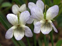 Viola persicifolia 7, Melkviooltje, Saxifraga-Hans Dekker