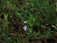 Viola persicifolia 8, Melkviooltje, Saxifraga-Hans Boll