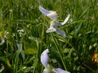 Viola pumila 2, Saxifraga-Ed Stikvoort