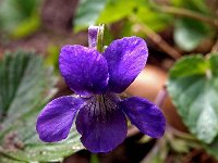 Viola reichenbachiana 11, Donkersporig bosviooltje, Saxifraga-Hans Dekker