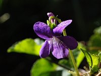 Viola reichenbachiana 17, Donkersporig bosviooltje, Saxifraga-Hans Dekker