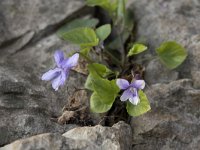 Viola reichenbachiana 18, Donkersporig bosviooltje, Saxifraga-Willem van Kruijsbergen