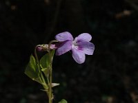 Viola reichenbachiana 2, Donkersporig bosviooltje, Saxifraga-Jan van der Straaten