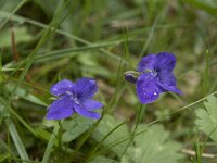 Viola reichenbachiana 21, Donkersporig bosviooltje, Saxifraga-Willem van Kruijsbergen