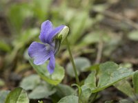 Viola reichenbachiana 23, Donkersporig bosviooltje,  Saxifraga-Willem van Kruijsbergen