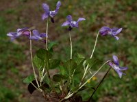 Viola reichenbachiana 3, Donkersporig bosviooltje, Saxifraga-Marijke Verhagen
