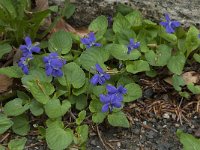 Viola reichenbachiana 10, Donkersporig bosviooltje, Saxifraga-Willem van Kruijsbergen