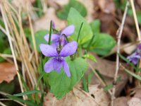 Viola reichenbachiana 12, Donkersporig bosviooltje, Saxifraga-Bart Vastenhouw