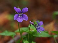 Viola reichenbachiana 14, Donkersporig bosviooltje, Saxifraga-Hans Dekker