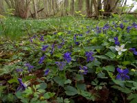 Viola reichenbachiana 15, Donkersporig bosviooltje, Saxifraga-Hans Dekker