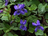 Viola reichenbachiana 16, Donkersporig bosviooltje, Saxifraga-Hans Dekker