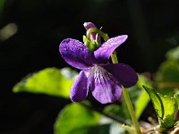 Viola reichenbachiana 17, Donkersporig bosviooltje, Saxifraga-Hans Dekker