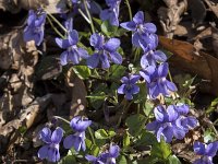 Viola reichenbachiana 19, Donkersporig bosviooltje, Saxifraga-Willem van Kruijsbergen