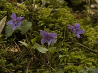 Viola reichenbachiana 4, Donkersporig bosviooltje, Saxifraga-Willem van Kruijsbergen