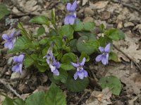 Viola reichenbachiana 6, Donkersporig bosviooltje, Saxifraga-Willem van Kruijsbergen