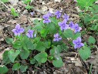 Viola reichenbachiana 7, Donkersporig bosviooltje, Saxifraga-Jan Willem Jongepier