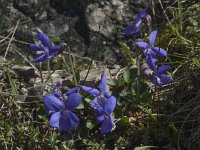 Viola reichenbachiana 9,  Donkersporig bosviooltje, Saxifraga-Willem van Kruijsbergen