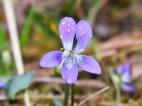 Viola riviniana 10, Bleeksporig bosviooltje, Saxifraga-Bart Vastenhouw