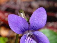 Viola riviniana 11, Bleeksporig bosviooltje, Saxifraga-Hans Dekker