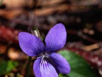 Viola riviniana 12, Bleeksporig bosviooltje, Saxifraga-Hans Dekker