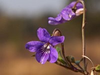 Viola riviniana 13, Bleeksporig bosviooltje, Saxifraga-Hans Dekker