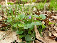 Viola riviniana 15, Bleeksporig bosviooltje, Saxifraga-Rutger Barendse