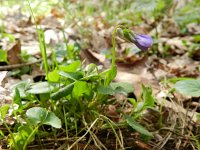 Viola riviniana 16, Bleeksporig bosviooltje, Saxifraga-Rutger Barendse