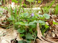 Viola riviniana 18, Bleeksporig bosviooltje, Saxifraga-Rutger Barendse