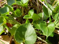 Viola riviniana 19, Bleeksporig bosviooltje, Saxifraga-Rutger Barendse