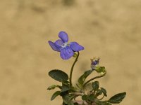 Viola riviniana 2, Bleeksporig bosviooltje, Saxifraga-Marijke Verhagen