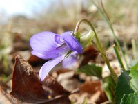 Viola riviniana 20, Bleeksporig bosviooltje, Saxifraga-Rutger Barendse