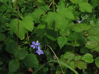 Viola riviniana 25, Bleeksporig bosviooltje, Saxifraga-Hans Boll