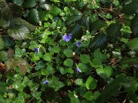 Viola riviniana 26, Bleeksporig bosviooltje, Saxifraga-Hans Boll