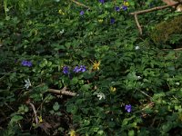 Viola riviniana 29, Bleeksporig bosviooltje, Saxifraga-Hans Boll