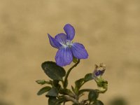 Viola riviniana 3, Bleeksporig bosviooltje, Saxifraga-Marijke Verhagen