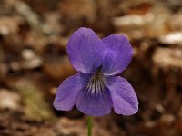 Viola riviniana 4, Bleeksporig bosviooltje, Saxifraga-Hans Dekker