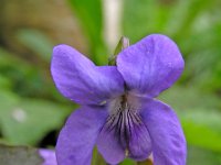 Viola riviniana 5, Bleeksporig bosviooltje, Saxifraga-Hans Dekker