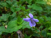 Viola riviniana 51, Bleeksporig bosviooltje, Saxifraga-Ed Stikvoort