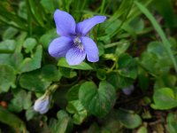 Viola riviniana 52, Bleeksporig bosviooltje, Saxifraga-Ed Stikvoort