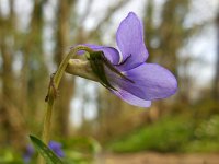 Viola riviniana 53, Bleeksporig bosviooltje, Saxifraga-Ed Stikvoort