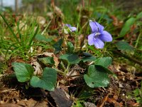 Viola riviniana 54, Bleeksporig bosviooltje, Saxifraga-Ed Stikvoort