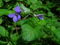 Viola riviniana 55, Bleeksporig bosviooltje, Saxifraga-Ed Stikvoort
