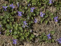 Viola riviniana 56, Bleeksporig bosviooltje, Saxifraga-Willem van Kruijsbergen