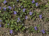Viola riviniana 57, Bleeksporig bosviooltje, Saxifraga-Willem van Kruijsbergen