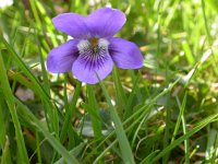 Viola riviniana 6, Bleeksporig bosviooltje, Saxifraga-Peter Meininger