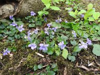 Viola riviniana 60, Bleeksporig bosviooltje, Saxifraga-Jelle van Dijk