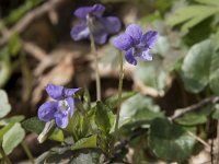 Viola riviniana 61, Bleeksporig bosviooltje, Saxifraga-Willem van Kruijsbergen