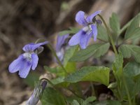 Viola riviniana 62, Bleeksporig bosviooltje, Saxifraga-Willem van Kruijsbergen