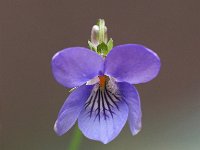 Viola riviniana 65, Bleeksporig bosviooltje, Saxifraga-Hans Dekker