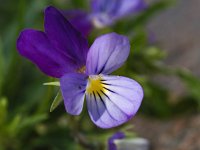Viola riviniana 7, Bleeksporig bosviooltje, Saxifraga-Ab H Baas